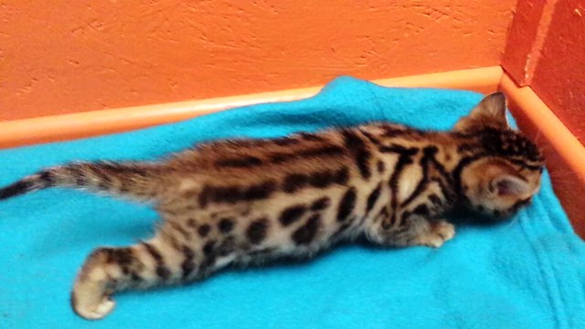 Femelle Brown rosettes tabby