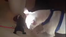 Tiny dog defends his food bowl from hungry pit bull! - YouTube