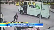 FedEx Driver Allegedly Dog naps a Pair of Puppies CCTV Footage