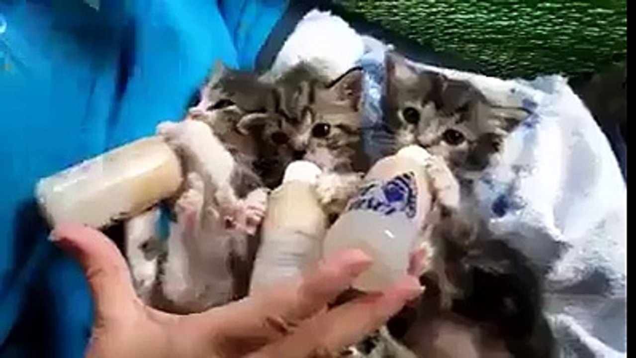 Funny Cats
