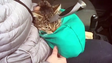 Un Couteau de cuisine Planté dans la Tête d'un Chat