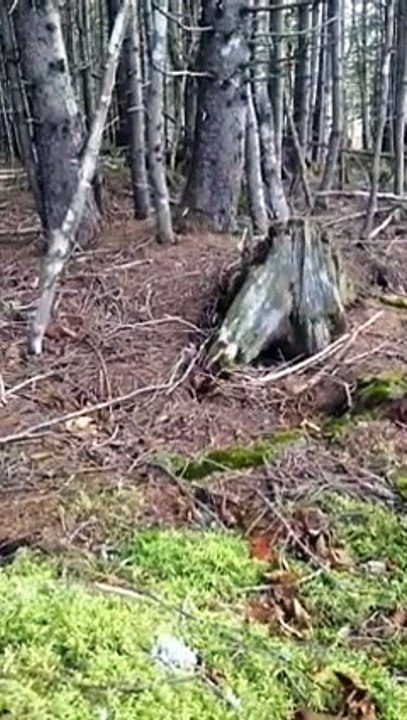 Cette forêt bouge comme si elle respirait et c'...