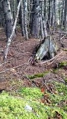 Cette forêt bouge comme si elle respirait et c'est vraiment bluffant