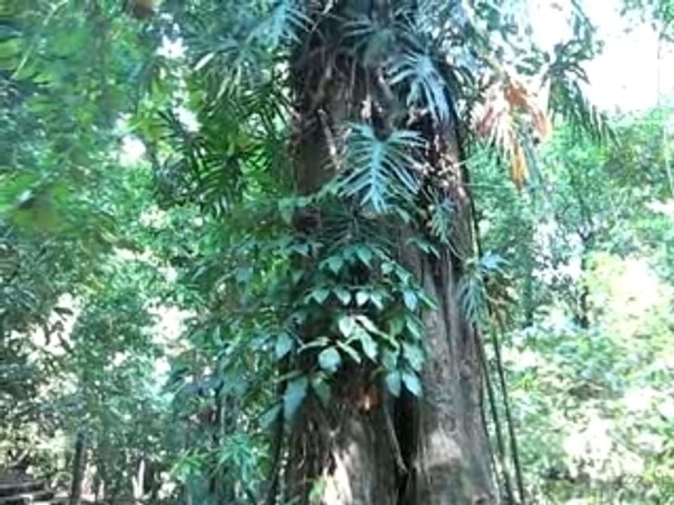 Jungle Palenque