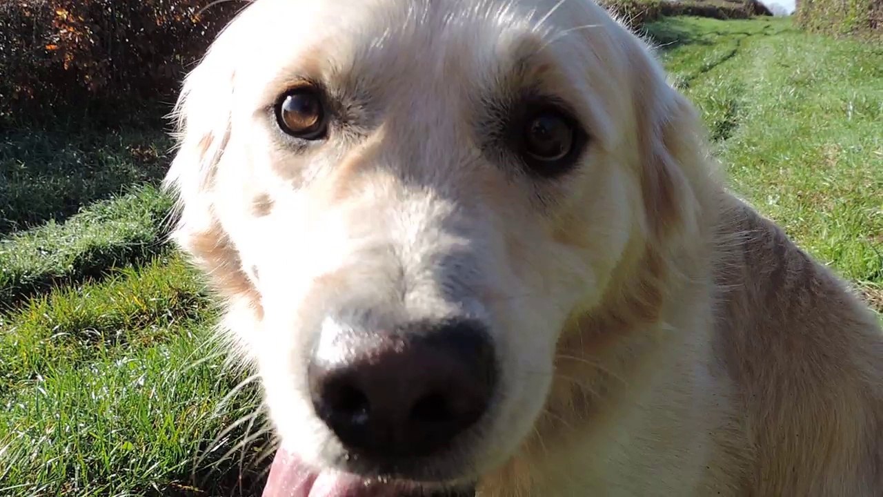 Le Rakuen promenades 2015-11 Ilko HD