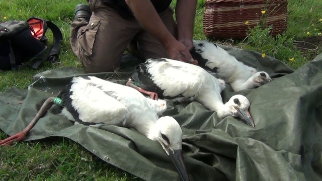 Cigognes - baguage à Bois-Joubert
