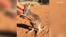 Baby kangaroo gives away free hugs