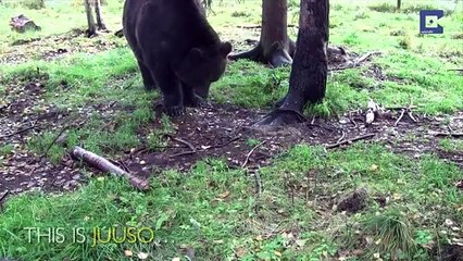 Amazing video : Brown Bear Is A Professional Artist must see