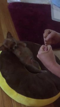 Precious Chihuahua throws the cutest punches ever!