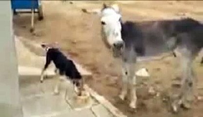 Whatsapp Funny Videos -- Dog Vs Donkey Funniest Video Ever -
