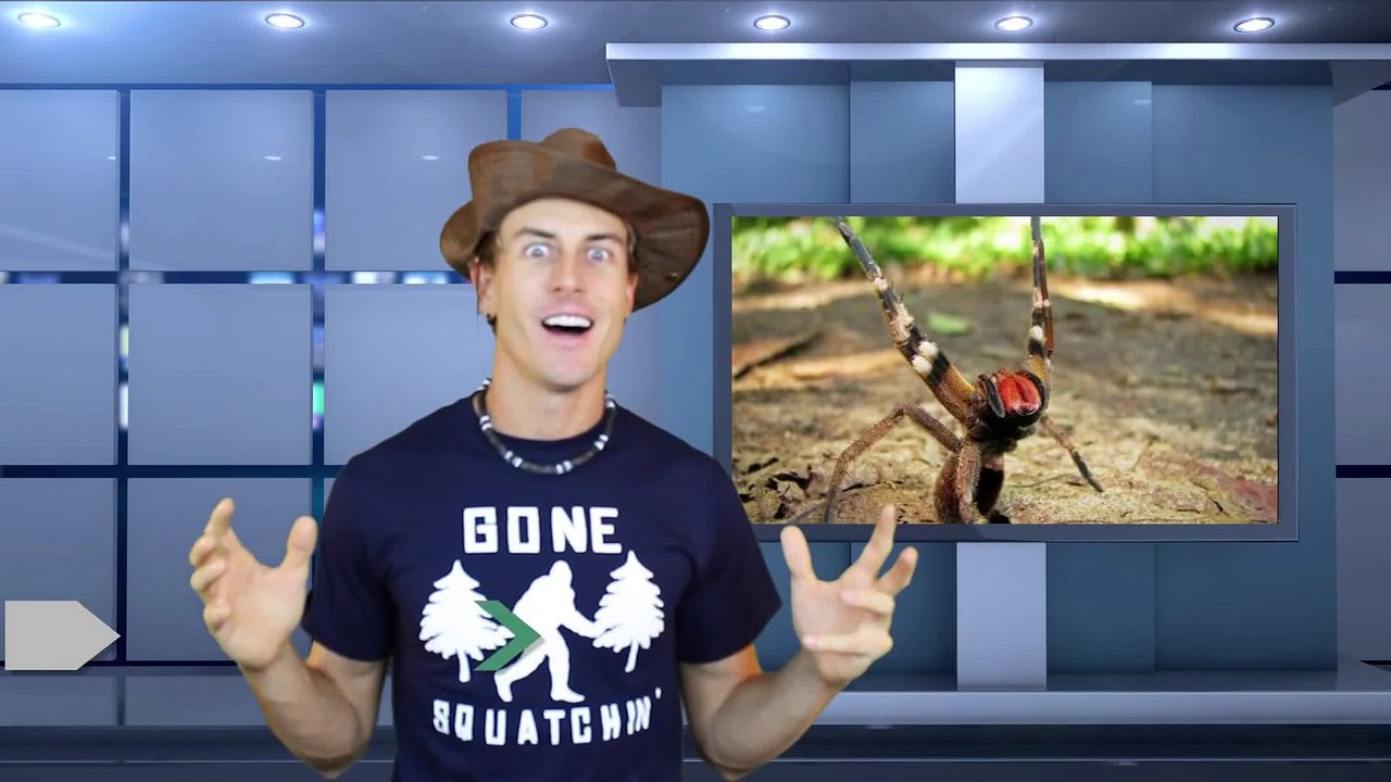 World s Deadliest Creatures & Most Mysterious Animal Species - Adam s Epic Wildlife Channel