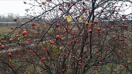 The Soundrops - The River Bank