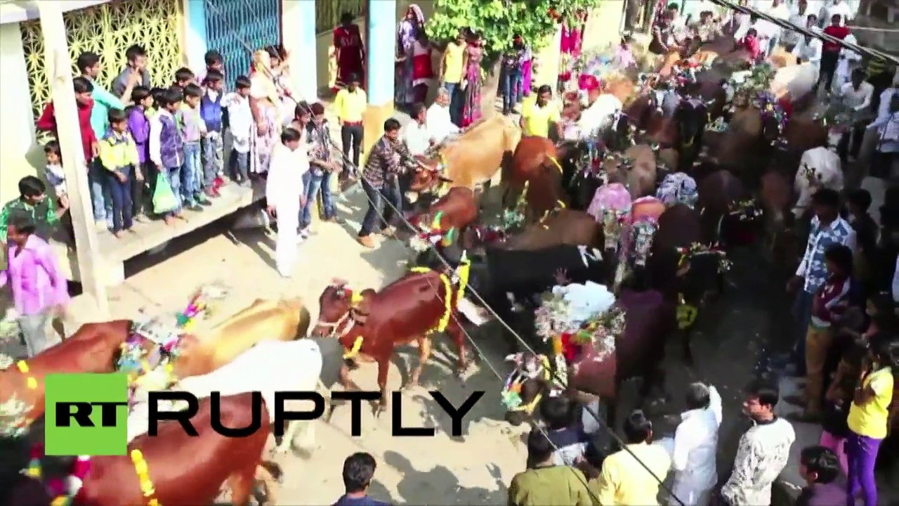 Avez-vous jamais vu célébrer des fêtes en se laisser piétiner par les vaches ? Allez en Inde !