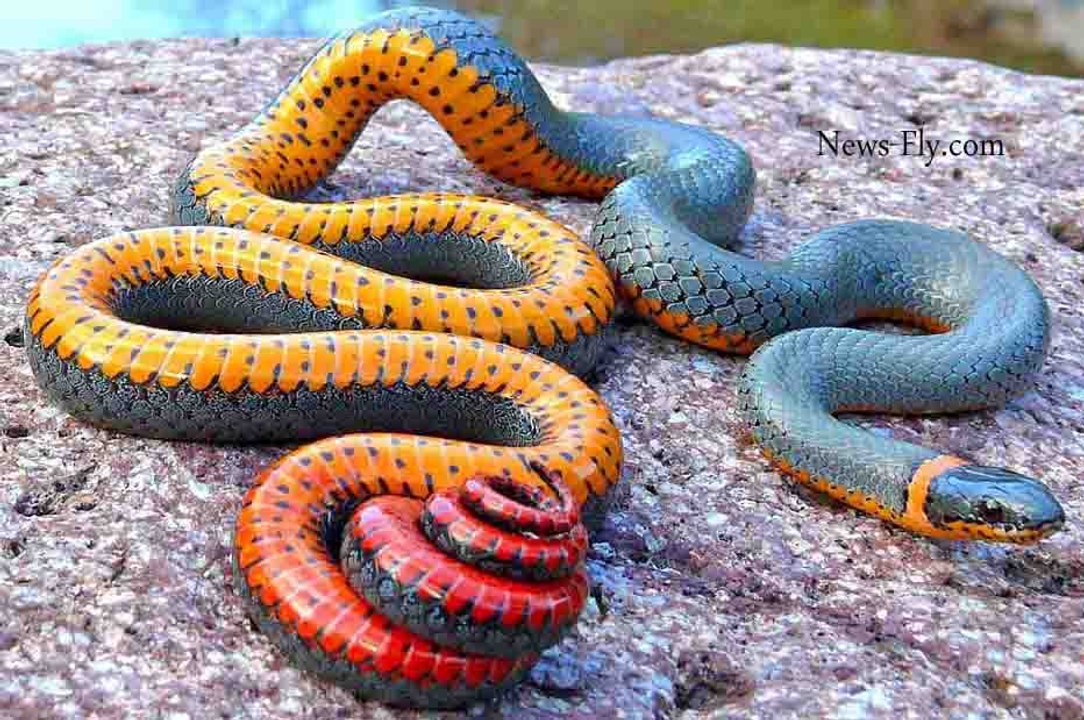 Top 10 Most Deadliest and Venomous Snakes in the World - Most Dangerous&  Poisonous Snake Ever - video Dailymotion