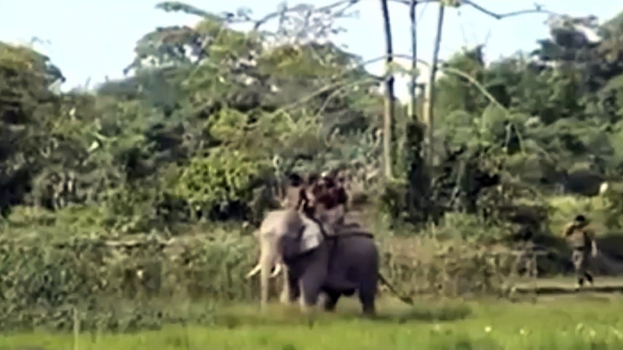 Tiger attacks man fly over elephant
