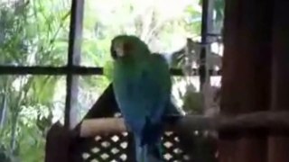 INCREDIBLE : Funny Bird Show with Parrots Funny Must See