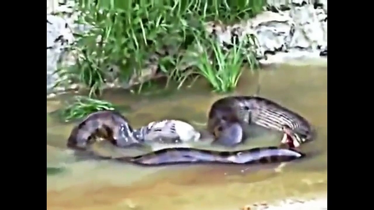 Giant Anaconda Snake Eats Cow and vomits Very Rare Footage video