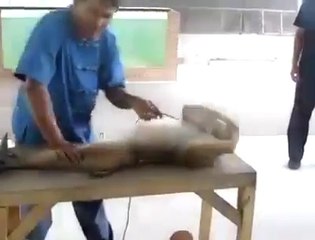 Monkey Doing Exercise