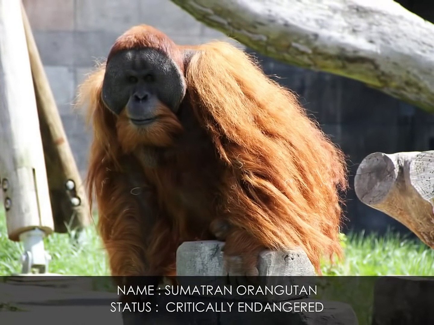 ⁣CRITICALLY ENDANGERED ANIMAL SPECIES ON EARTH