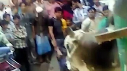 un trained buchers playing with angry bull - Video Dailymotion