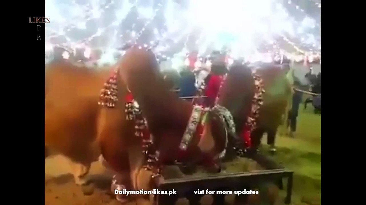 Wow - Super Bull for sale 10_000000 2015 qurbani - Video Dailymotion