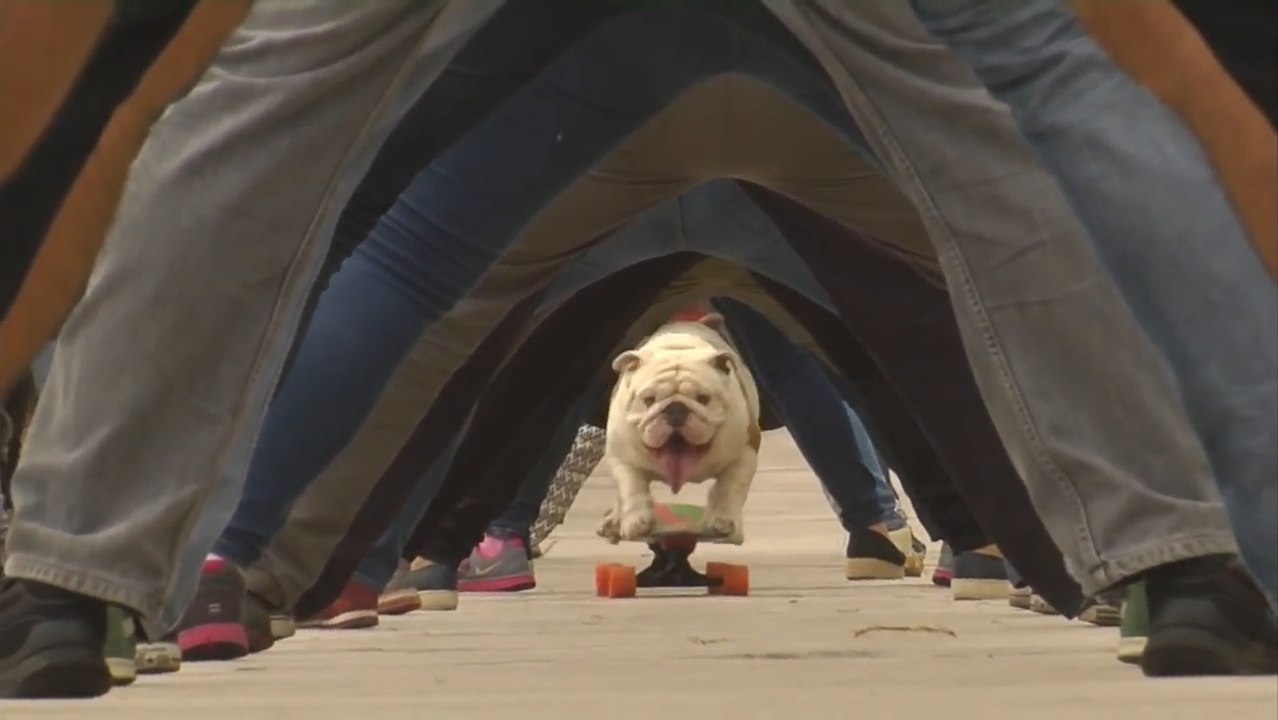 Otto the skateboarding bulldog