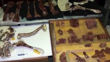 Worlds Biggest Dinosaur Ever Discovered - Full Documentary