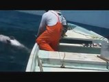 صيد أكبر سمكة هامور 160 كيلوغرام
