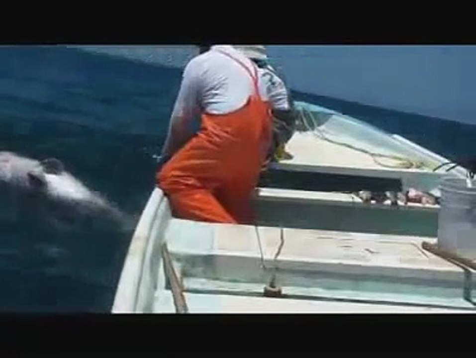 صيد أكبر سمكة هامور 160 كيلوغرام