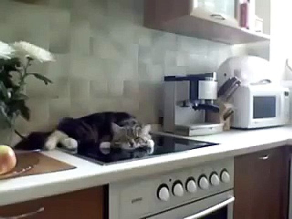 Кот разговаривает с хозяйкой