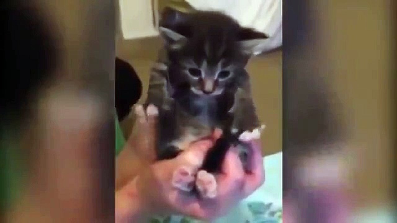 Котик танцует