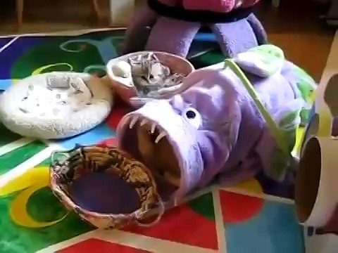 Милый котенок