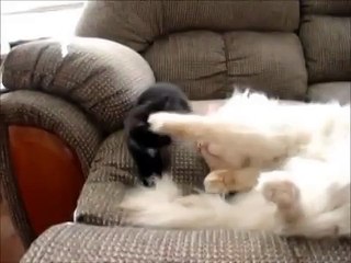 Надоедливый котенок