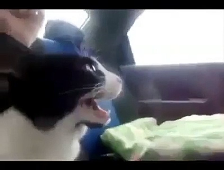 Turbo Honda with Cat