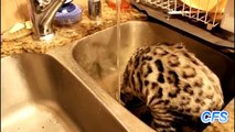 Sink for the cat. Funny cats playing in the sink