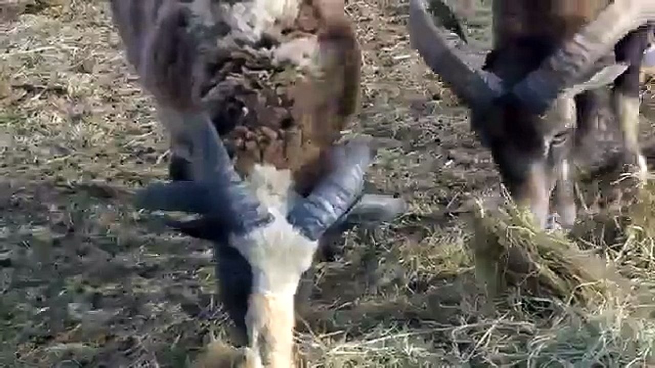 Família de cabras selvagens. Cabra cabra fresco e engraçado selvagem