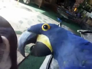 Papagaio azul joga com um bulldog. O cão eo papagaio