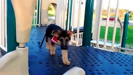 Em movimento. Filhotes de cachorro engraçados andar na montanha russa