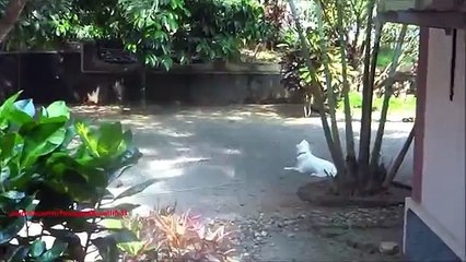 Cão de assistência de emergência. Cão uivando sirene engraçados
