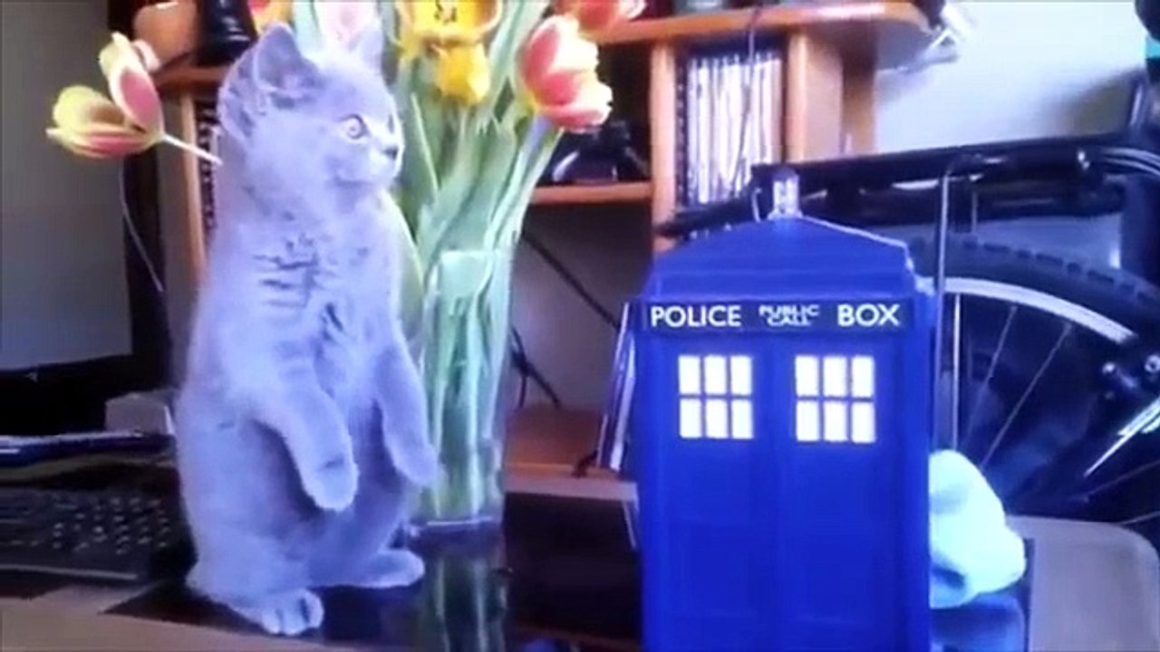 Pets entretenimento. Animais de estimação engraçados e divertidos