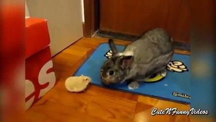Diferentes e semelhantes. Coelhos bonitos e engraçados hamsters
