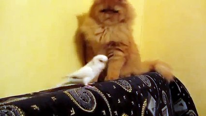 Com ele você nunca se cansar. Papagaio irritante e gato engraçado