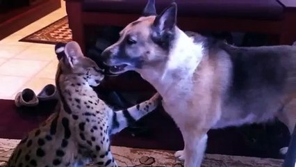 Serval coquetea con el perro. Serval divertido y Pastor