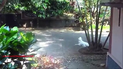 Perro de asistencia de emergencia. Sirena divertidos perro aullando