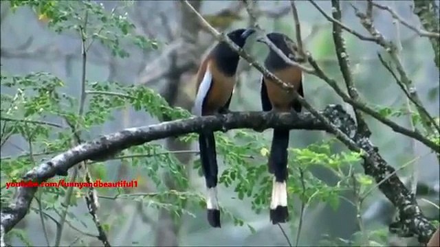 Dúo Bird. Pájaros divertidos cantar dúo