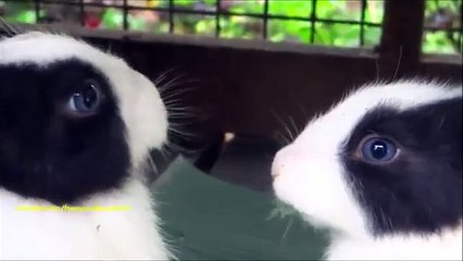 Cena romántica. Conejitos divertidos comen