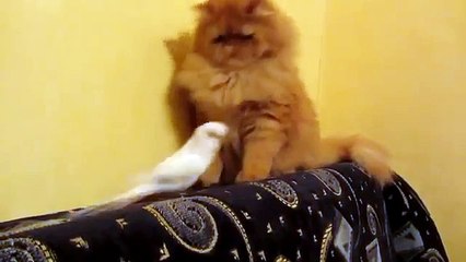 Con él nunca te aburres. Loro molesto y divertido gato