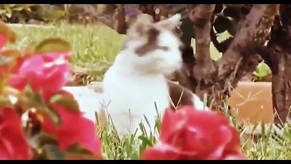 La mayoría de los gatos son insuficientes. Comportamiento divertido gato (selección de 2015)