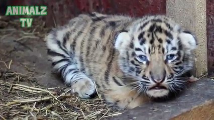 Симпатичные тигрята. Милые детёныши животных
