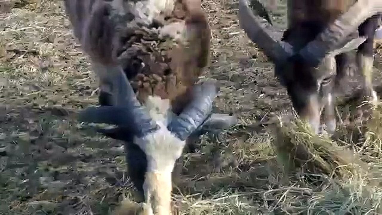 Famille de chèvres sauvages. Chèvre frais et drôle chèvre sauvage